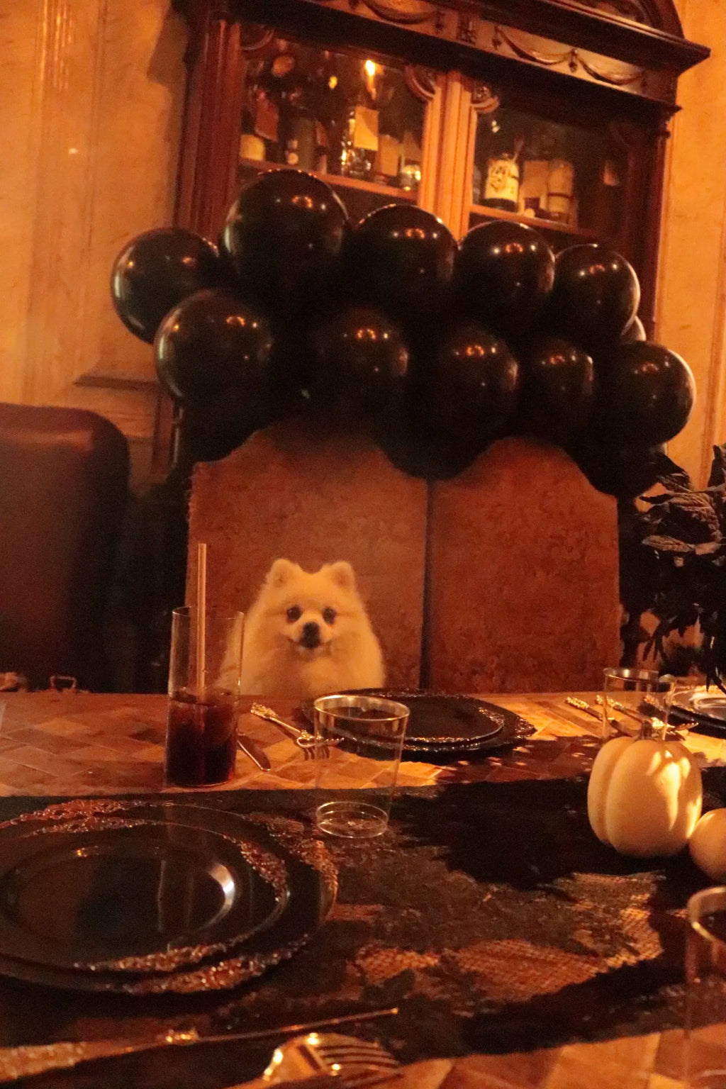 Cute dog sitting behind a gothic Halloween party table with black balloon garland, white pumpkins, black lace runner and gold tableware